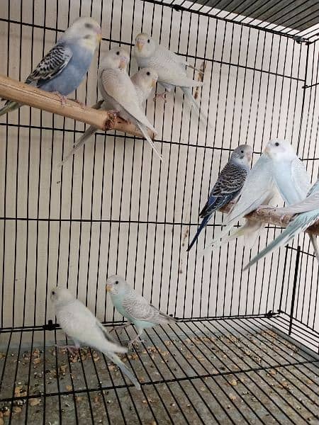 budgies.  banglized finch pathy for sale 8