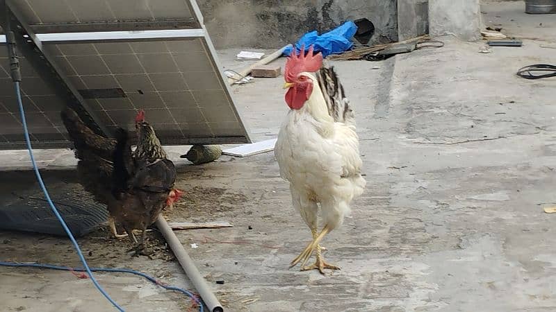 desi egg laying hens with rooster age : 1 year 03008165606 whatsapp 6