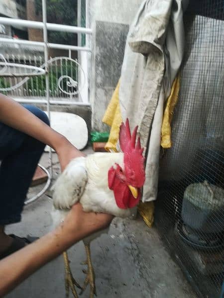 desi egg laying hens with rooster age : 1 year 03008165606 whatsapp 7