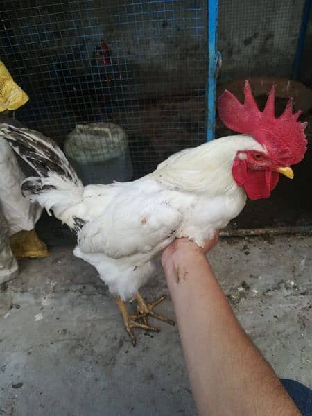 desi egg laying hens with rooster age : 1 year 03008165606 whatsapp 8