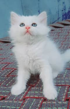 pure persian triple coated semi punch face kittens available for sale 0
