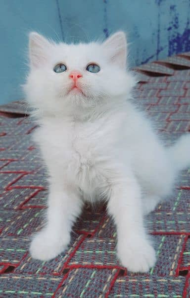 pure persian triple coated semi punch face kittens available for sale 0