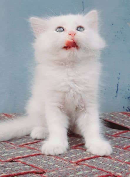 pure persian triple coated semi punch face kittens available for sale 1