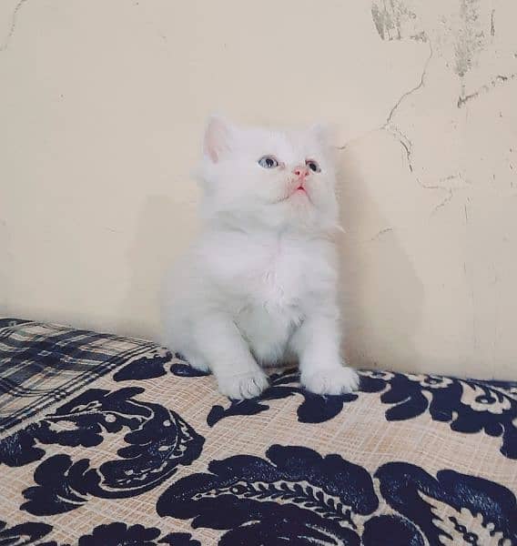 pure persian triple coated semi punch face kittens available for sale 2