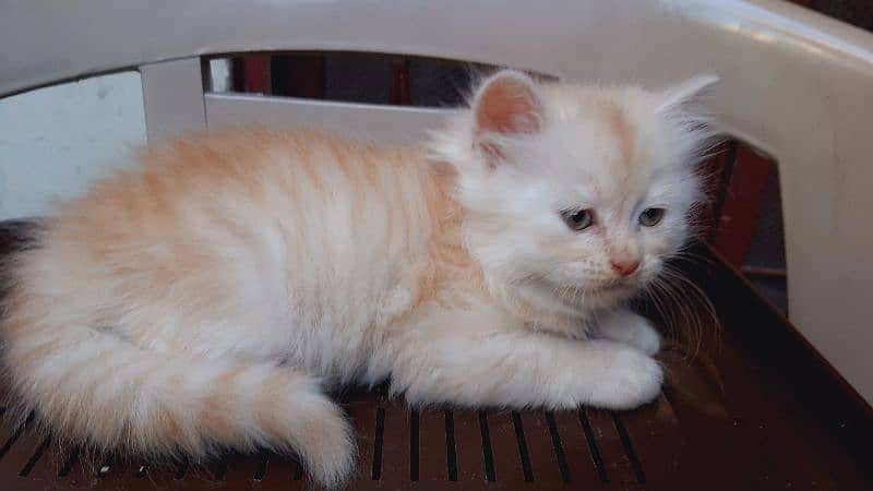 pure persian triple coated semi punch face kittens available for sale 3