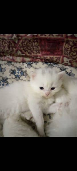 Persian cat for sale white color 0