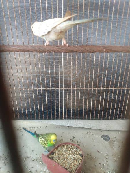 Cage for sell 4