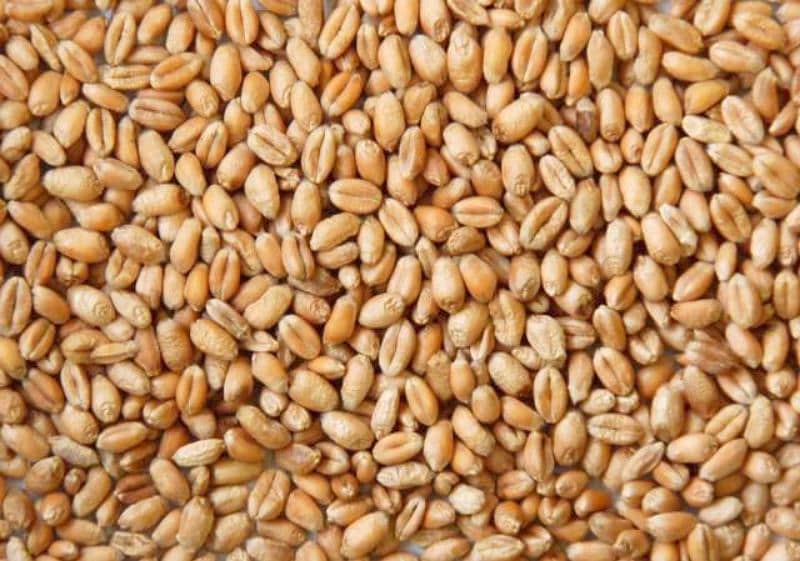 wheat for sale 0