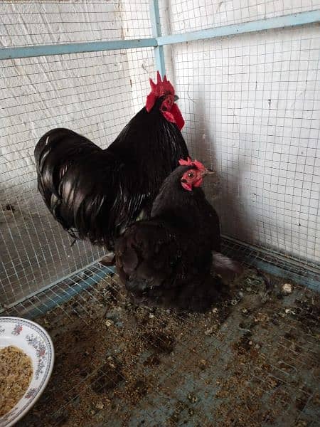 Black Color Cochin Couple Chicken for Sale 2