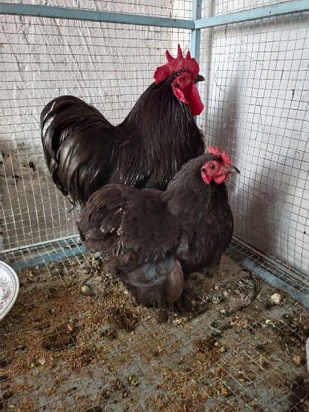 Black Color Cochin Couple Chicken for Sale 4