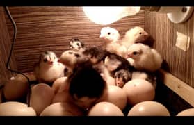 Shamo chicks available