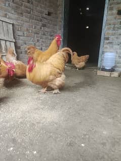 Healthy and Heavy Golden buff Chicken (Male and Female) Available