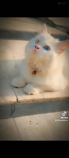 Persian cat breeder male