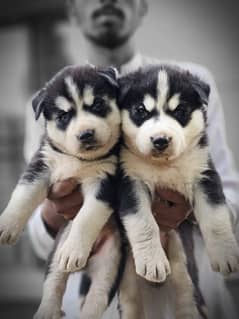 husky pups