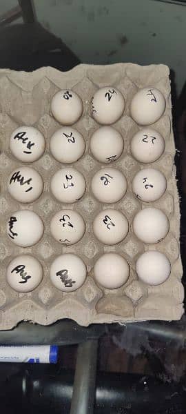 Australorp fresh eggs and chicks 1