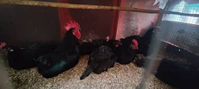 Australorp fresh eggs and chicks