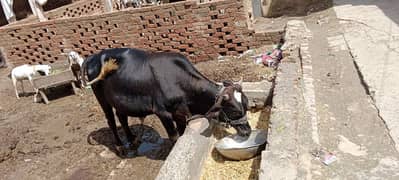 sahiwal cow / dasi cow / cow for sale / cow