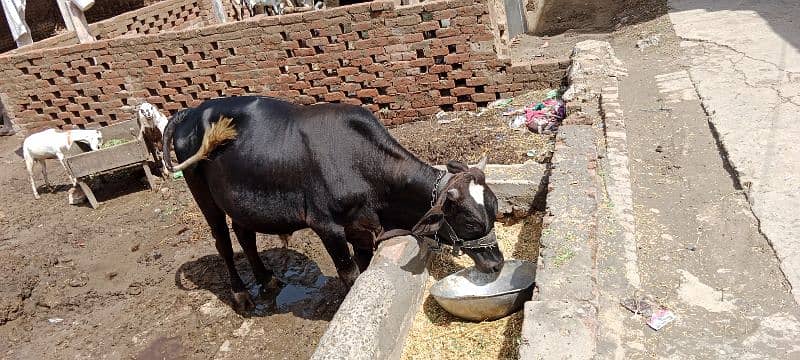 sahiwal cow / dasi cow / cow for sale / cow  / Bull  / Qurbani bull 0