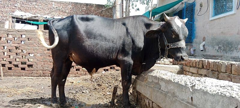 sahiwal cow / dasi cow / cow for sale / cow  / Bull  / Qurbani bull 1