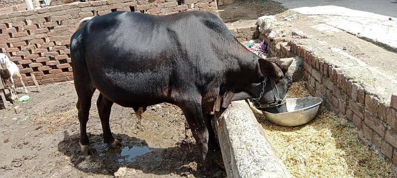 sahiwal cow / dasi cow / cow for sale / cow  / Bull  / Qurbani bull 2