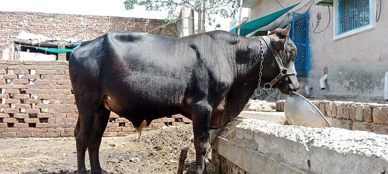 sahiwal cow / dasi cow / cow for sale / cow  / Bull  / Qurbani bull 3