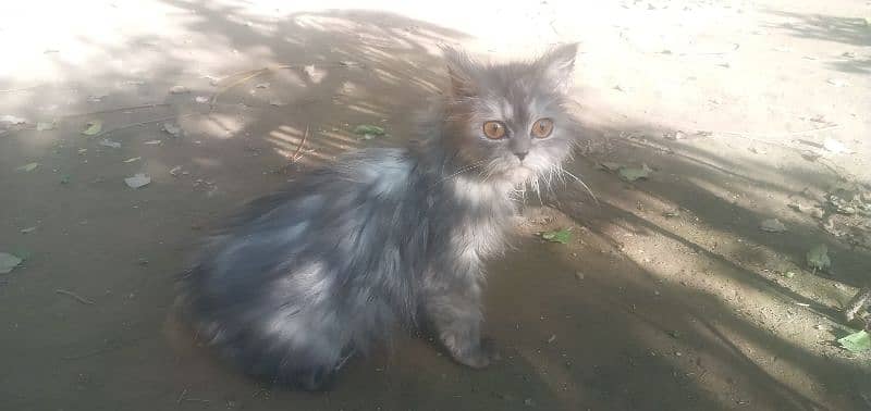 Persian Female Cat For Sale 03339249248 3