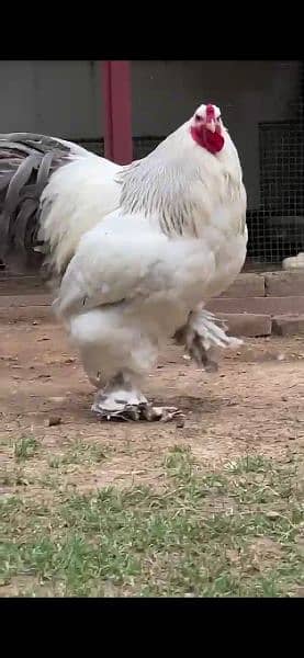 brahmas chicks and eggs for sale 7