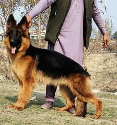 Proper long coat heavay bone german shepard male for sale family dog 0