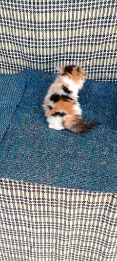 4 Persian kittens available