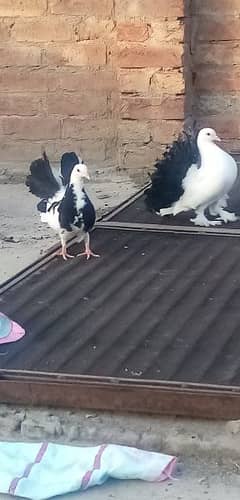 lucky pigeon black tail full white and black white kabootar