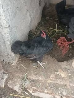 fancy Hen for sale urgent
