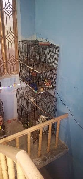 urgent all satup cage parrots sale 03221150580 0