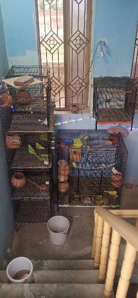 urgent all satup cage parrots sale 03221150580 1