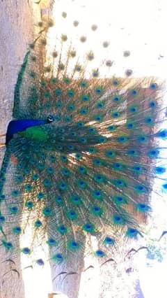 pair of PEACOCK for sale urgently with good price.