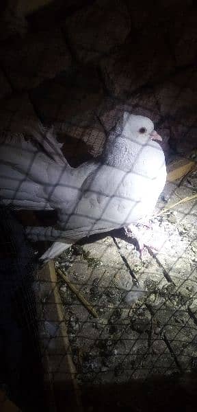 lucky pigeon black tail full white and black white kabootar 1