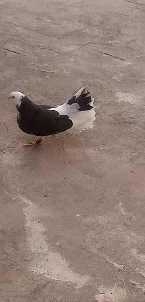 lucky pigeon black tail full white and black white kabootar 2