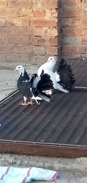 lucky pigeon black tail full white and black white kabootar 3