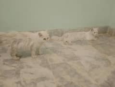 a beautiful persian cat pair fully trained and active pair for sale