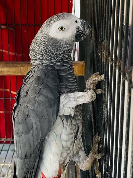 Grey Parrot Pair 2