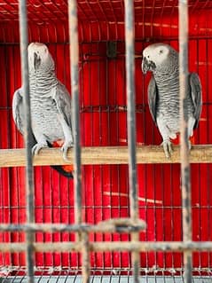 Grey Parrot Pair