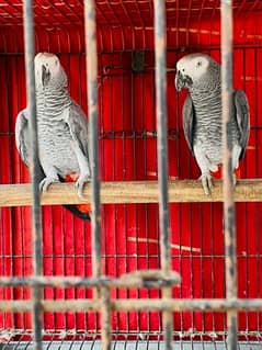 Grey Parrot Pair 0