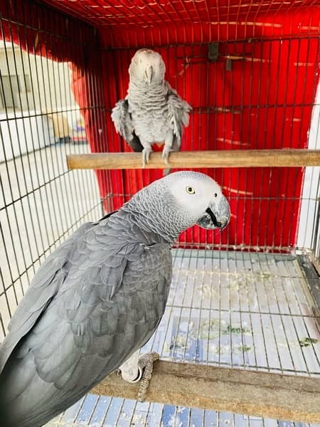 Grey Parrot Pair 4