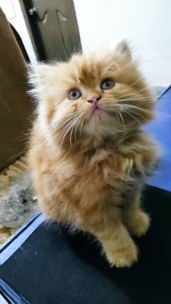 beacsue dubel cotted Persian kitten