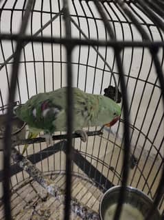 Male for sale with cage