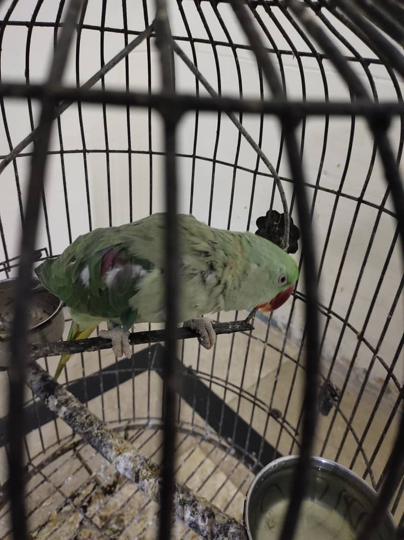 Male for sale with cage 0