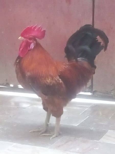 Chickens with Cage/Murgha Murghi 8
