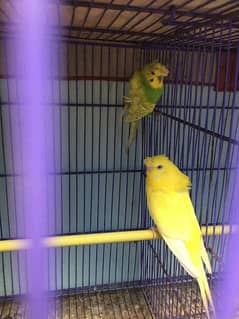 common lotino and exhibition budgie pair