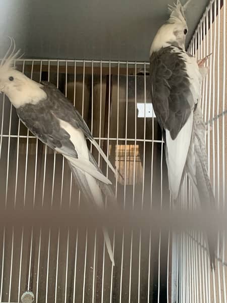 cockatiel pair and lovebird pair albino 1