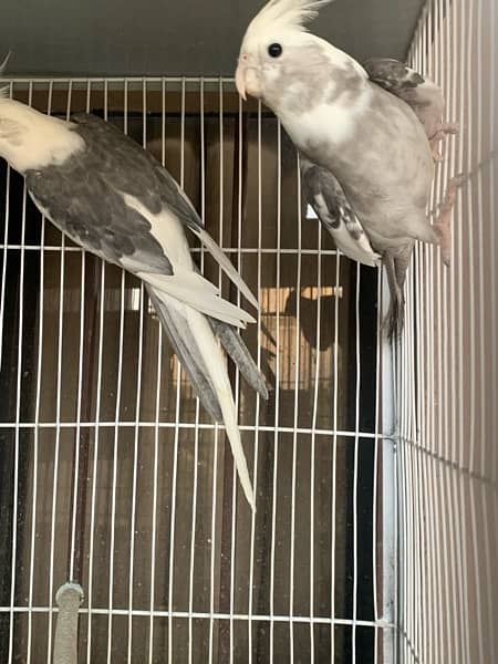 cockatiel pair and lovebird pair albino 3