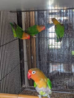 4 love birds and 10 budgies with cage for sale